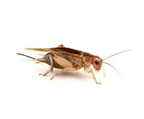 Steppekrekels maat 8