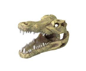 Aqua Della Crocodile Skull L
