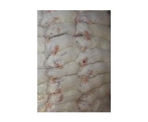 Muis volwassen diepvries (16-20 gram)