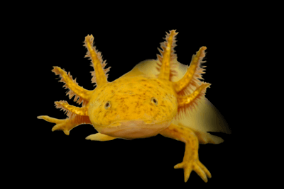 Axolotl