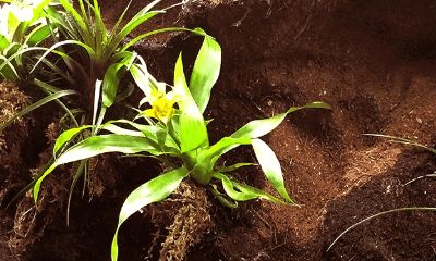 Planten potjes met plant